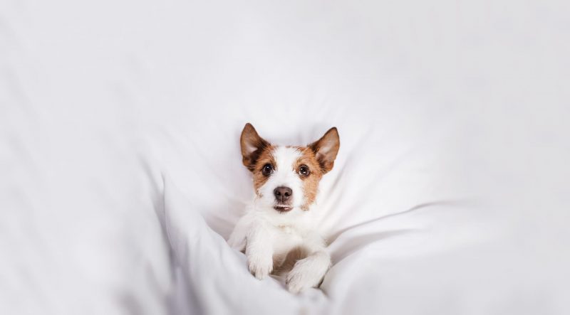 Jack Russel Terrier tucked into bed