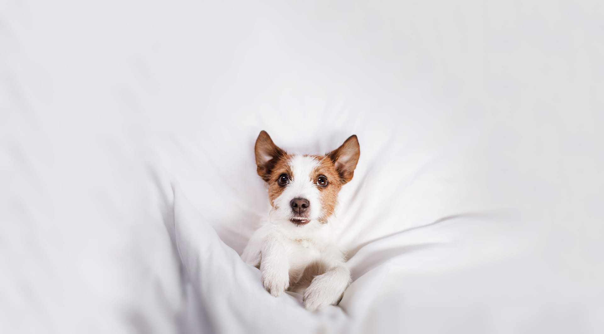 Luxury Dog Hotel Near Liverpool The Pawfect Retreat Merseyside Luxury dog hotel near liverpool the pawfect retreat merseyside