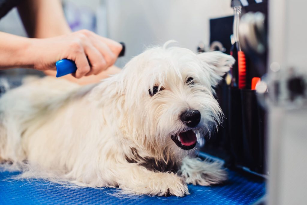 Dog Grooming facilities at luxury dog hotel and day care