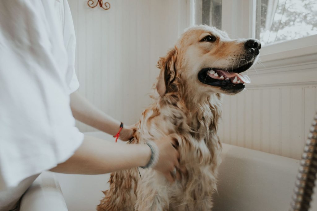 dog grooming and bathing facilities in Merseyside