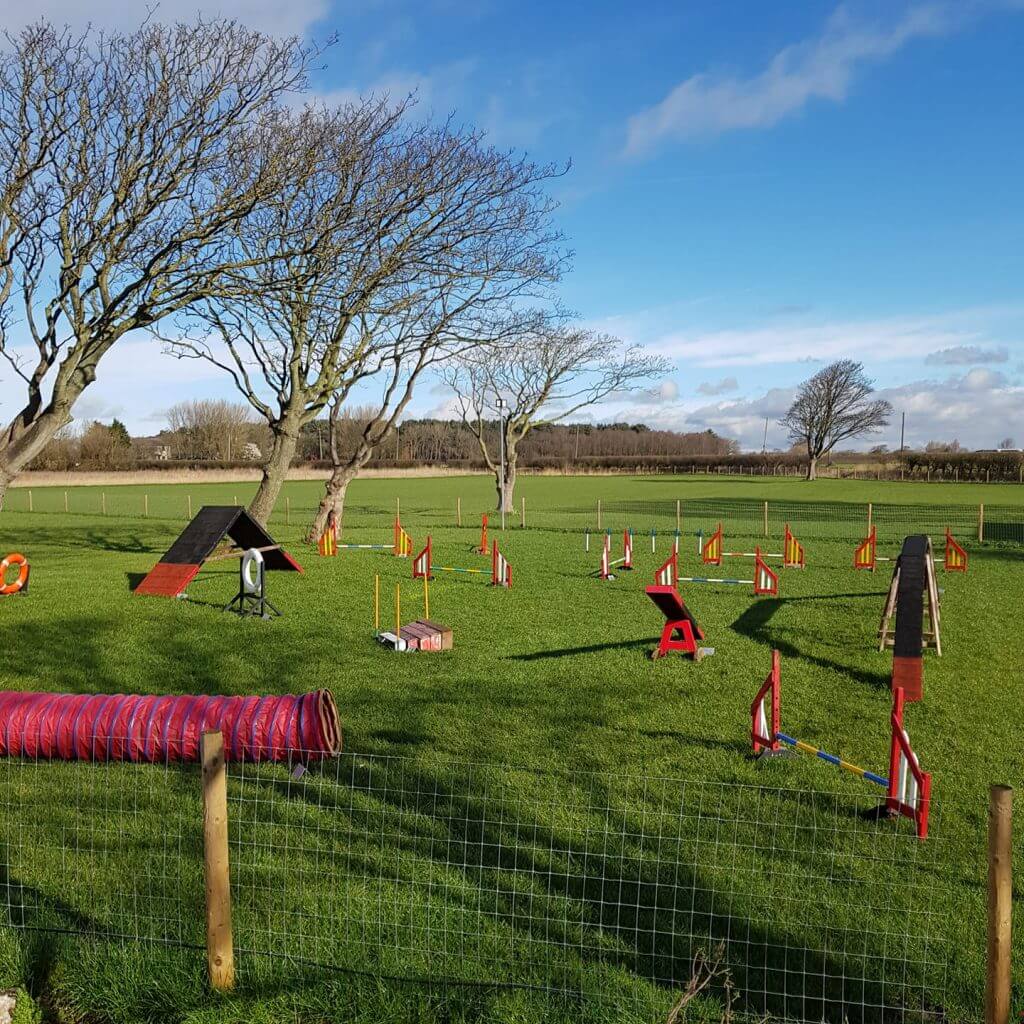 outdoor dog agility course near me