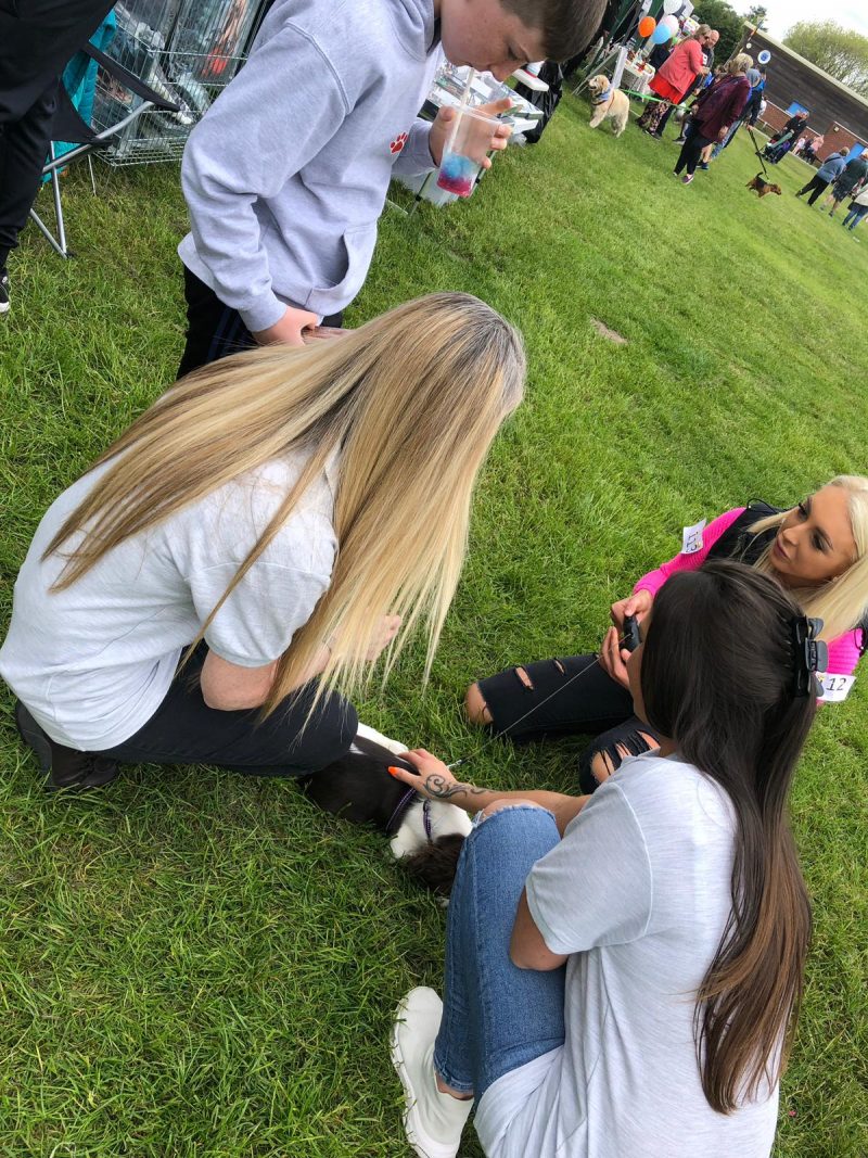 meeting puppies at the boxerfest Liverpool