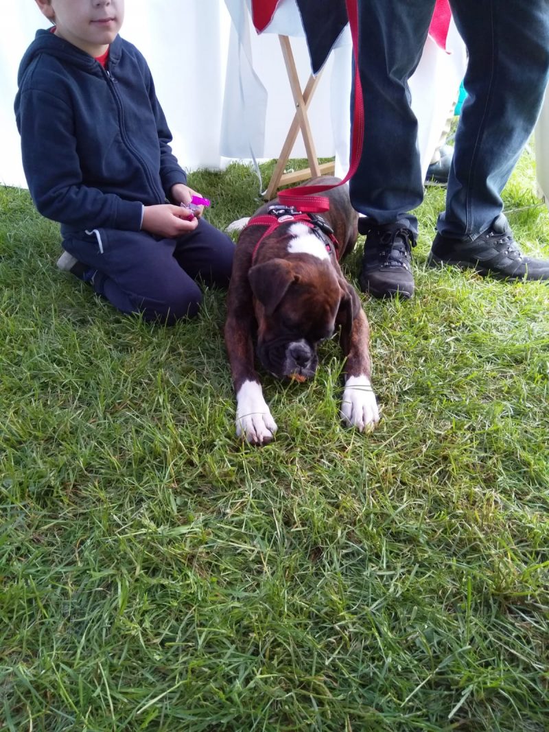 Tired Boxer