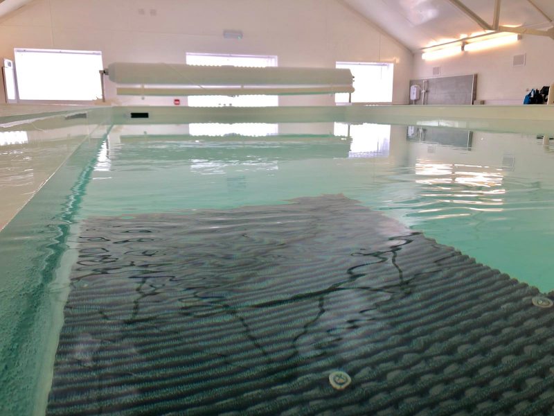 Canine Hydrotherapy facilities in Merseyside