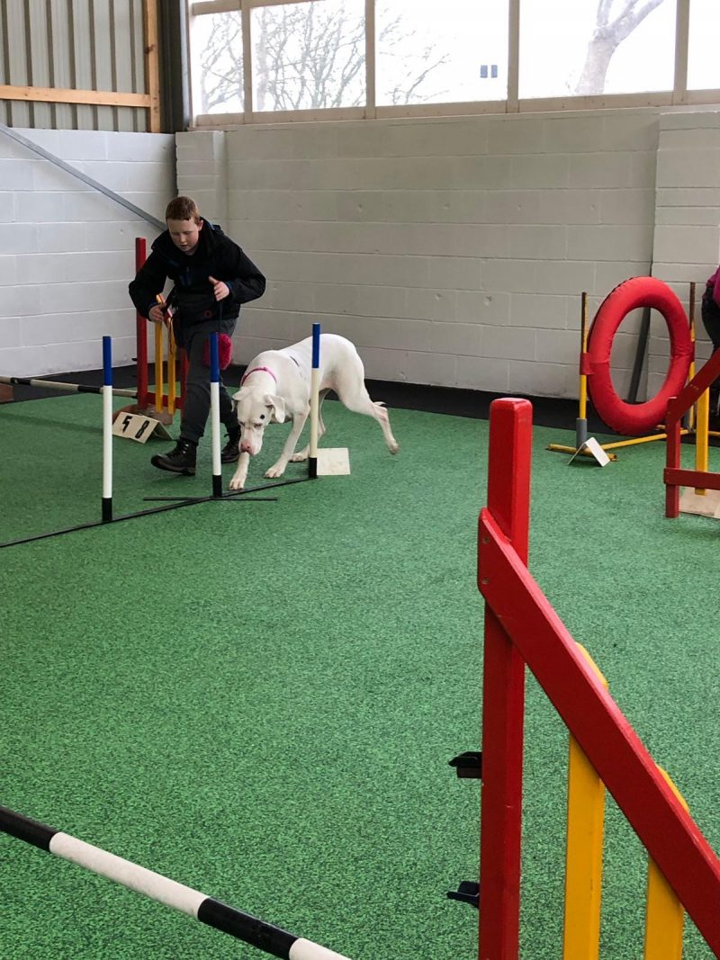 Dog Training Centre Near Liverpool Pawfect Retreat