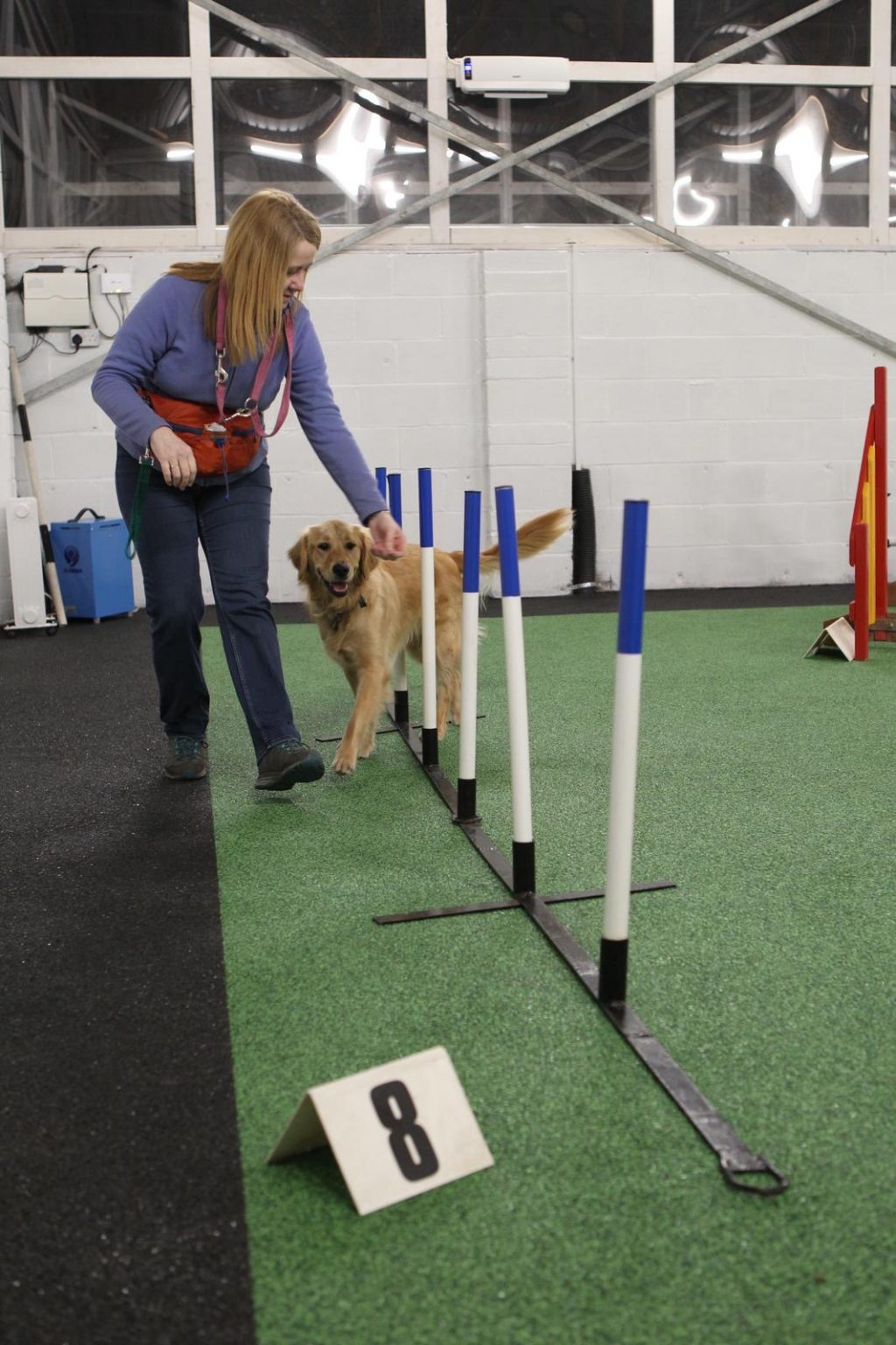 Dog Training Centre Near Liverpool | Pawfect Retreat, Merseyside