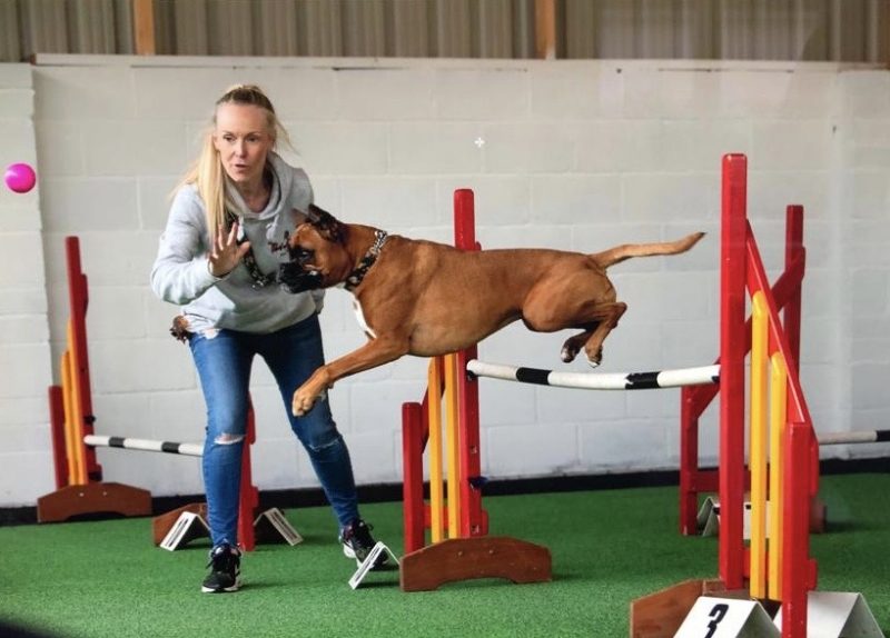 Dog Training Centre Near Liverpool | Pawfect Retreat, Merseyside