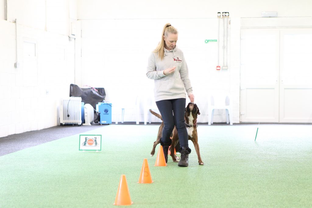 Dog Training Centre Near Liverpool | Pawfect Retreat, Merseyside