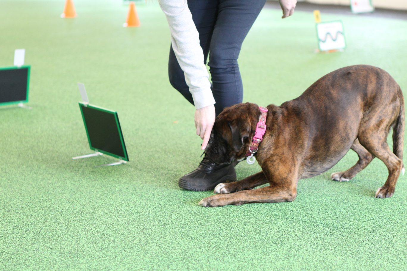 Dog Training Centre Near Liverpool Pawfect Retreat, Merseyside