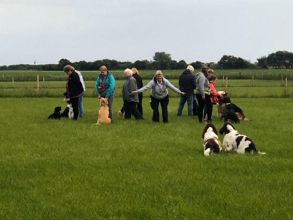 Dog Training Centre Near Liverpool | Pawfect Retreat, Merseyside